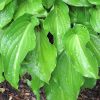 Hosta Invincible #1 - Image 2